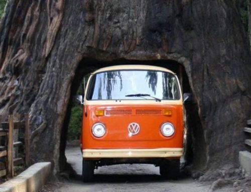 Il Sequoia National Park